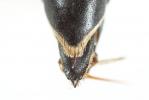  Coelioxys aurolimbata Förster, 1853