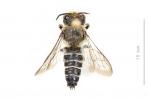  Coelioxys aurolimbata Förster, 1853