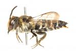  Coelioxys aurolimbata Förster, 1853