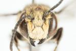  Coelioxys aurolimbata Förster, 1853