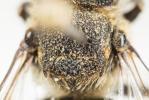  Coelioxys aurolimbata Förster, 1853