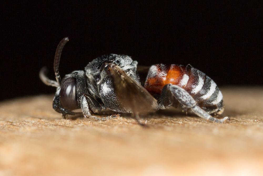  Ammobates punctatus (Fabricius, 1804)
