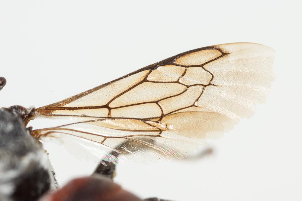 Ammobates punctatus (Fabricius, 1804)
