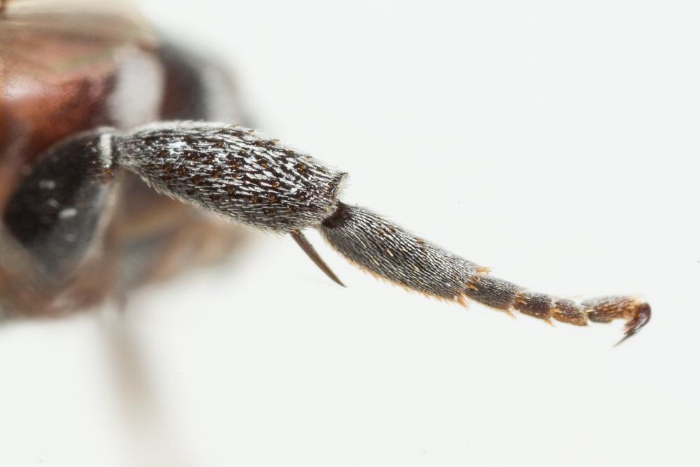 Ammobates punctatus (Fabricius, 1804)