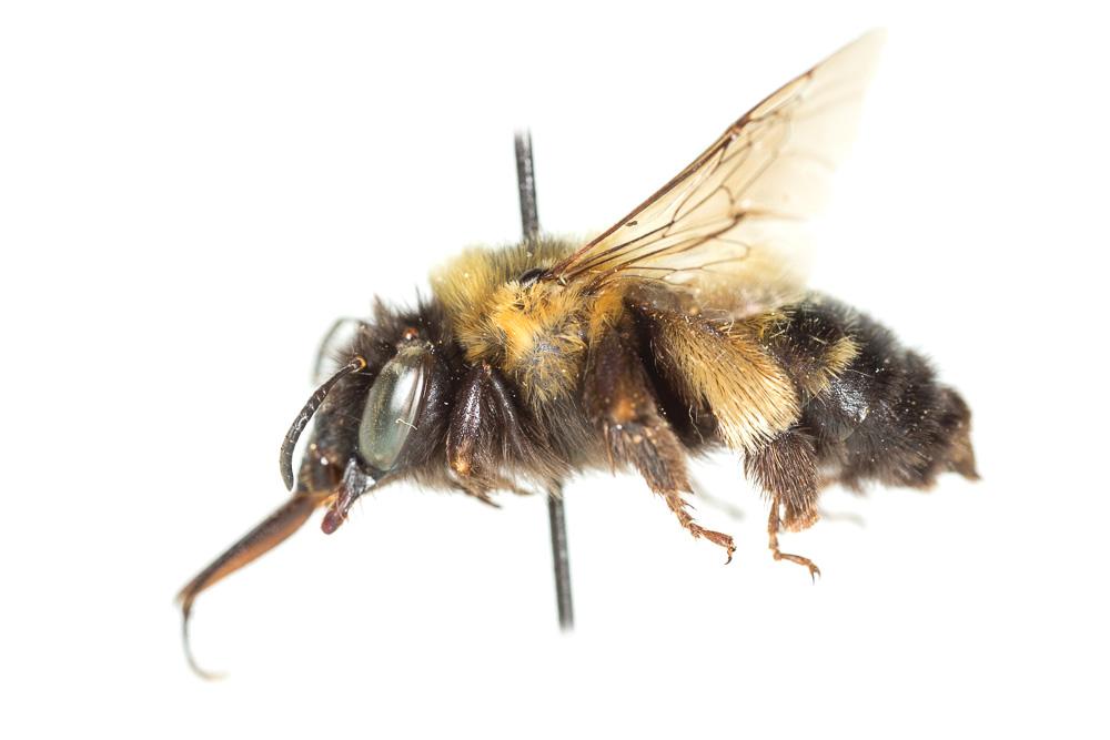Anthophore de Sichel Anthophora sichelii Radoszkowski, 1869