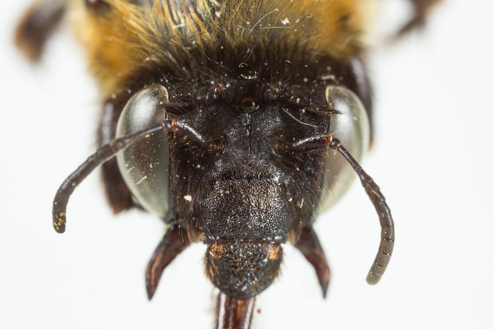 Anthophore de Sichel Anthophora sichelii Radoszkowski, 1869