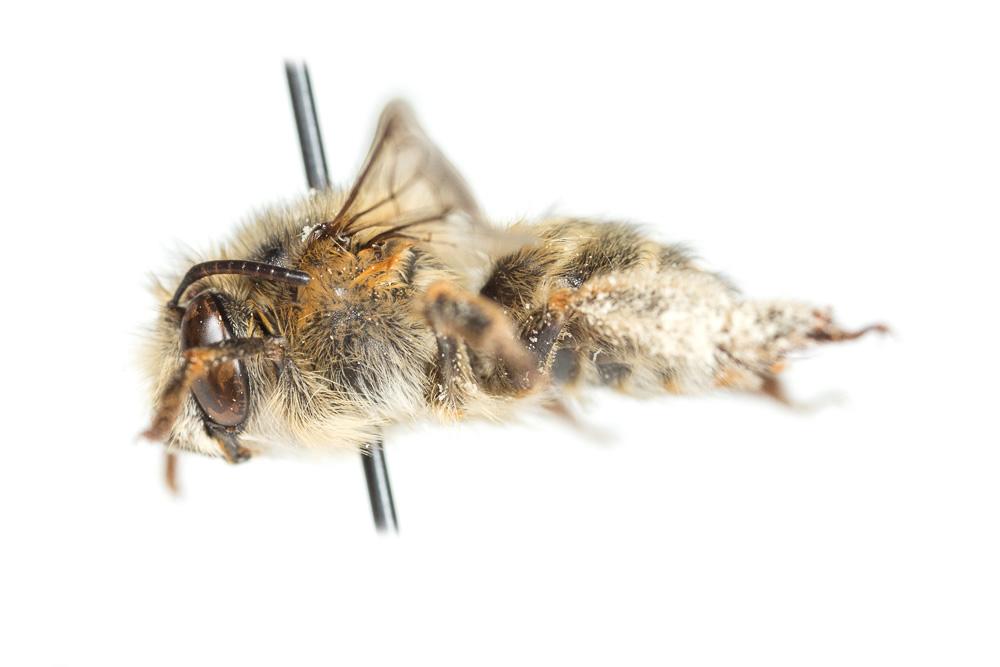 Anthophore de la sauge Anthophora salviae (Panzer, 1804)