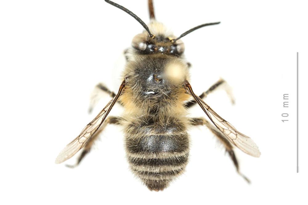 Anthophore de la sauge Anthophora salviae (Panzer, 1804)