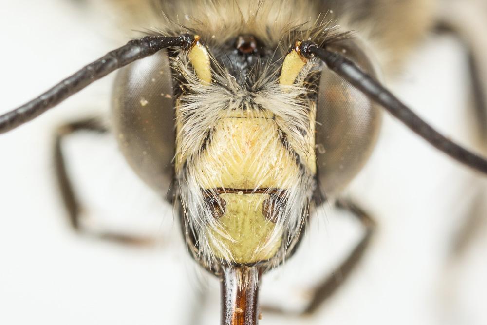 Anthophore de la sauge Anthophora salviae (Panzer, 1804)