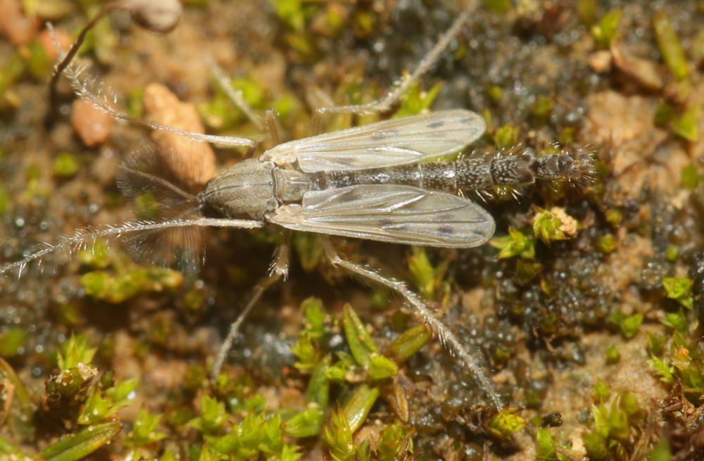  Polypedilum nubeculosum (Meigen, 1804)