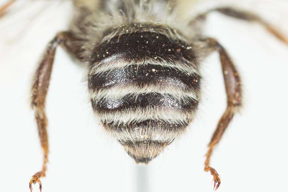 Anthophore rusée Anthophora quadrimaculata (Panzer, 1798)