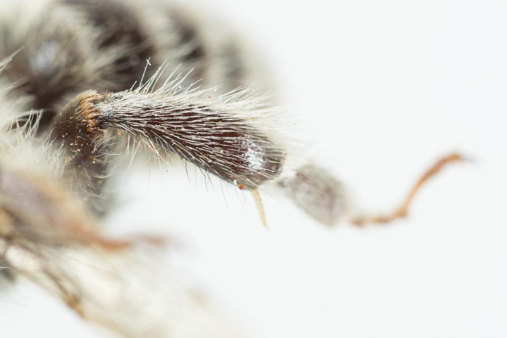 Anthophore rusée Anthophora quadrimaculata (Panzer, 1798)