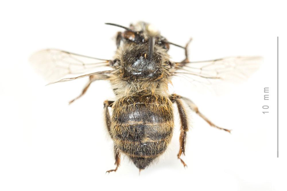 Anthophore rusée Anthophora quadrimaculata (Panzer, 1798)