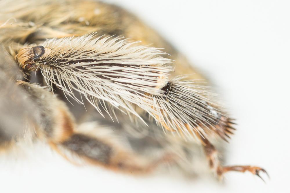 Anthophore rusée Anthophora quadrimaculata (Panzer, 1798)