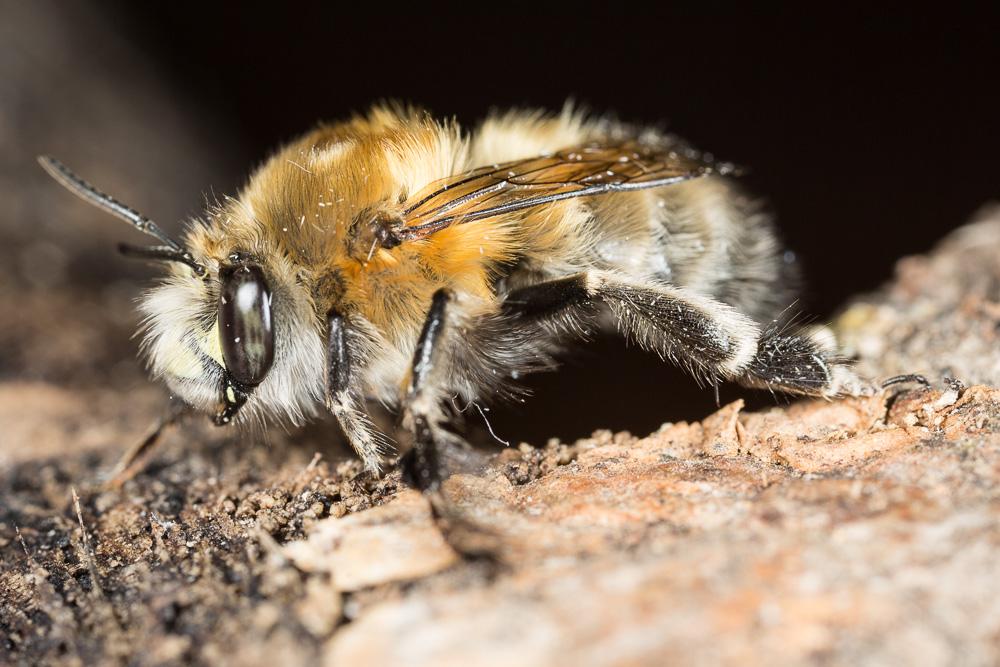 Anthophore commune, Anthophore plumeuse, Anthophor Anthophora plumipes (Pallas, 1772)