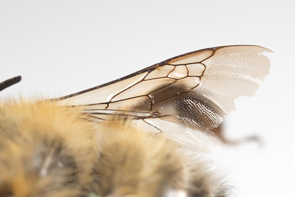 Anthophore commune, Anthophore plumeuse, Anthophor Anthophora plumipes (Pallas, 1772)
