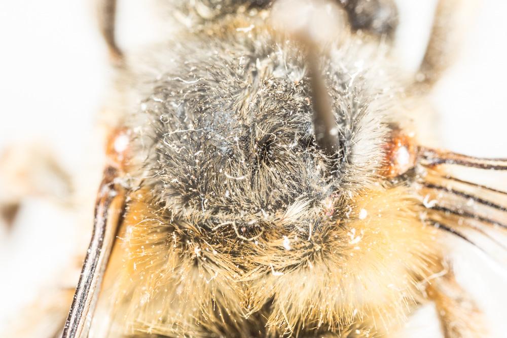 Le Petite anthophore biciliée Anthophora mucida Gribodo, 1873