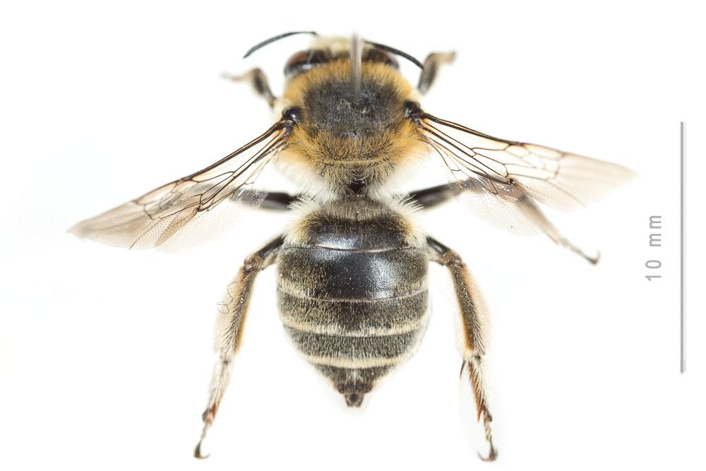 Anthophore cuissarde Anthophora femorata (Olivier, 1789)