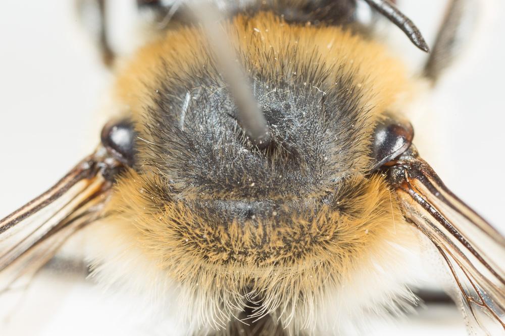 Anthophore cuissarde Anthophora femorata (Olivier, 1789)