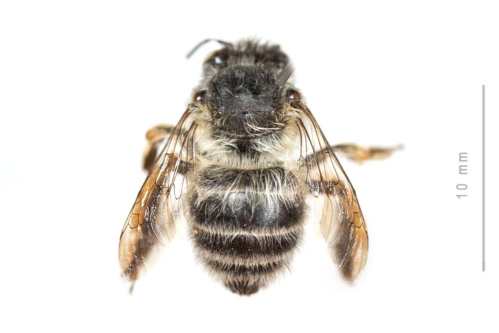 Anthophore à tarses gonflés Anthophora dispar Lepeletier, 1841