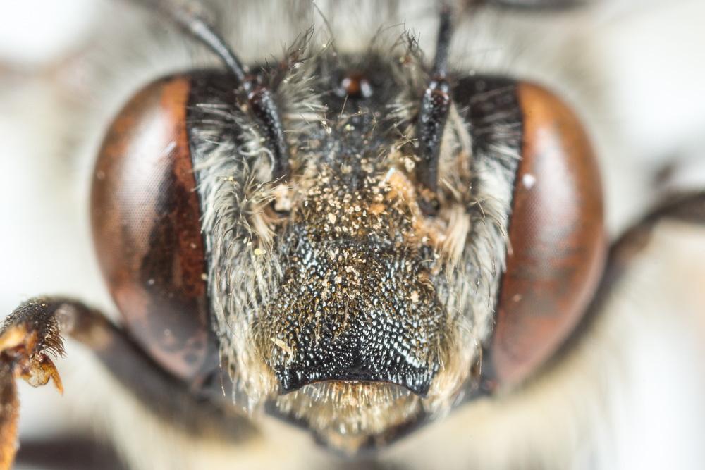 Anthophore grosses-cuisses Anthophora crassipes Lepeletier, 1841