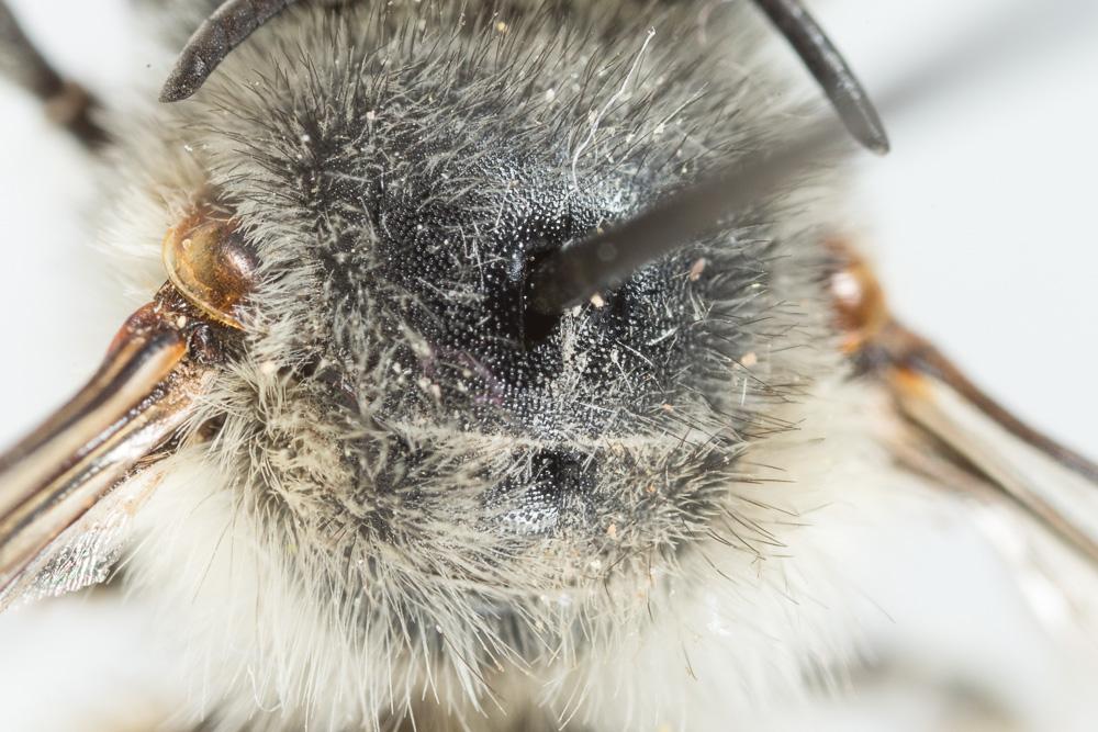 Anthophore grosses-cuisses Anthophora crassipes Lepeletier, 1841