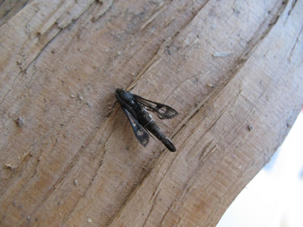 Sésie de l'Oeillet marin Pyropteron muscaeforme (Esper, 1783)