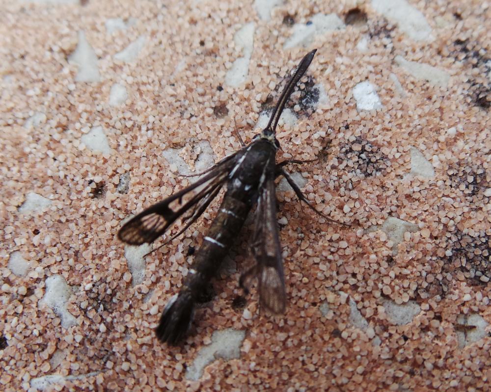 Sésie de l'Oeillet marin Pyropteron muscaeforme (Esper, 1783)