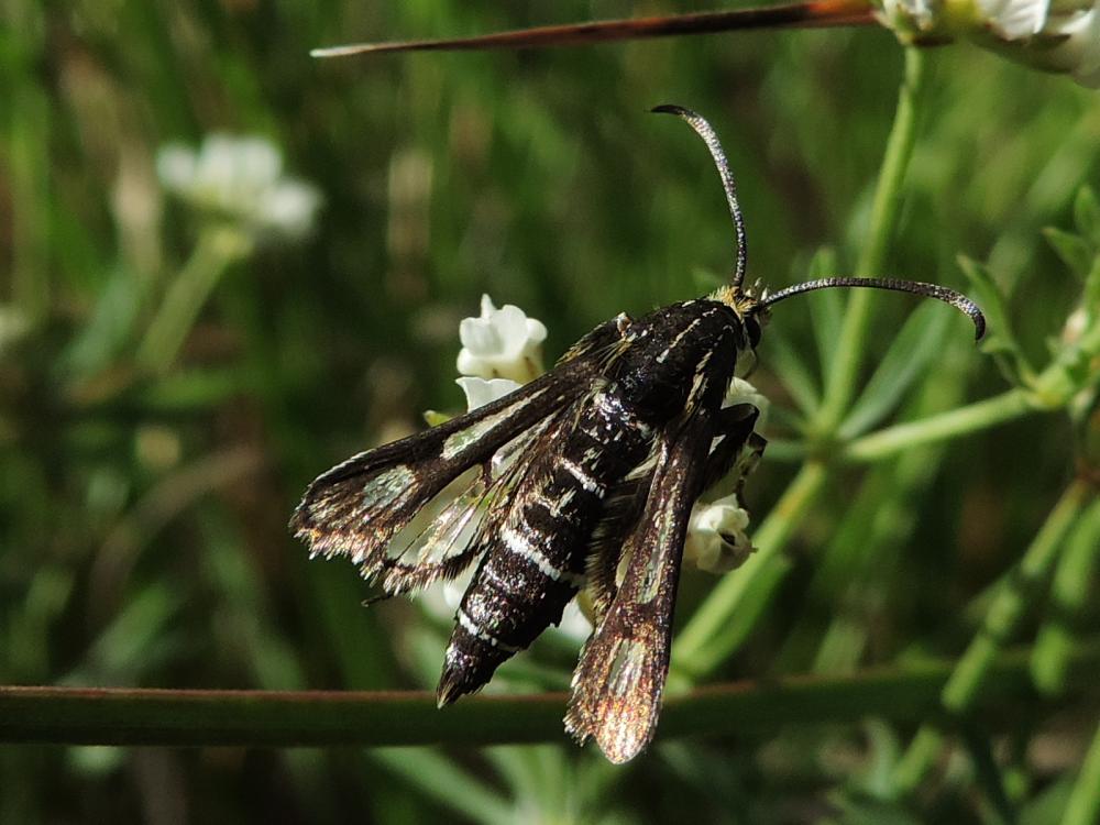 Sésie de l'Oeillet marin Pyropteron muscaeforme (Esper, 1783)