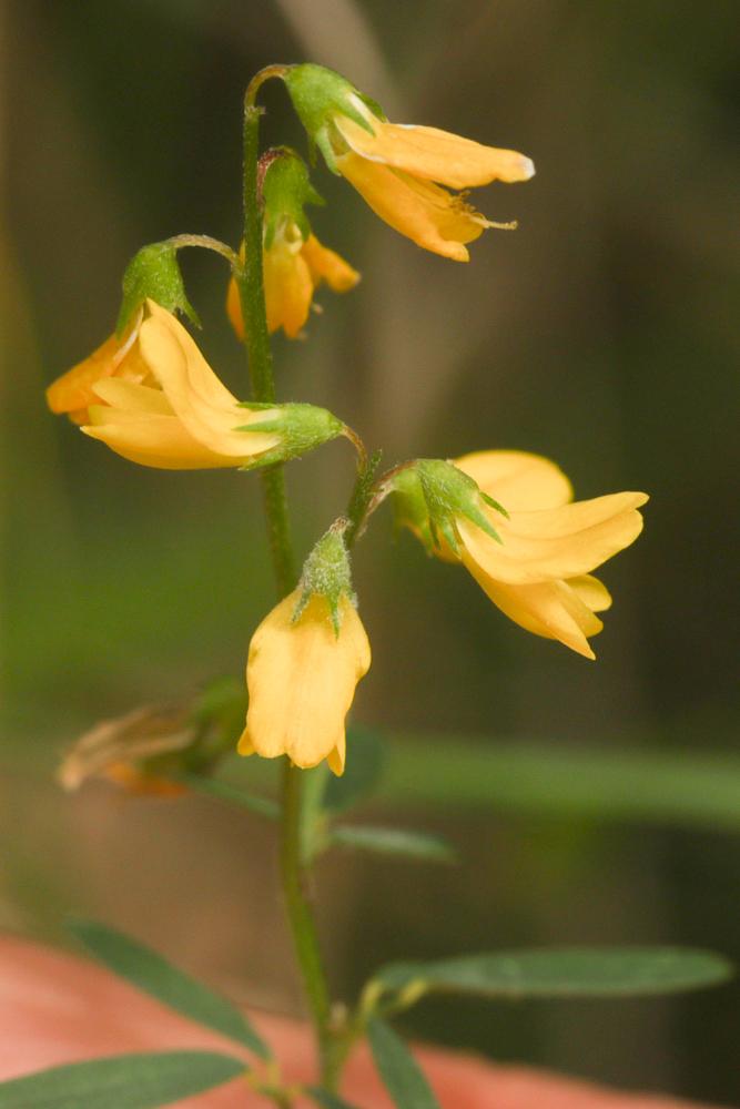 Mélilot élevé Trigonella altissima (Thuill.) Coulot & Rabaute, 2013