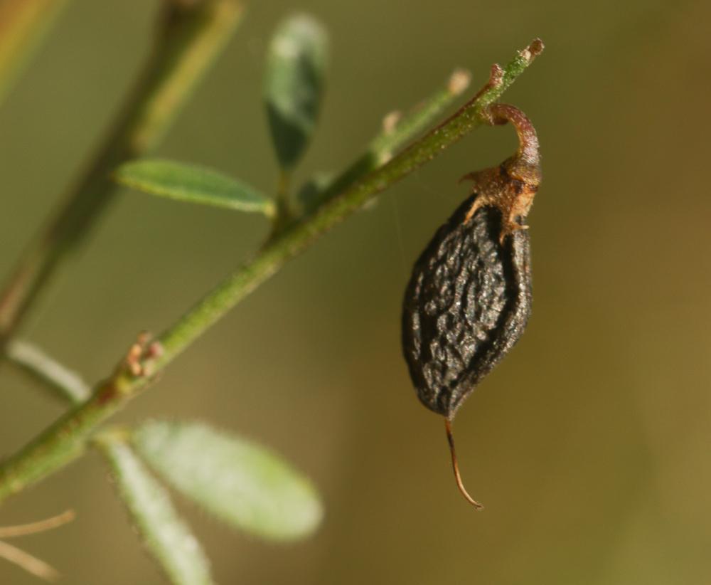 Mélilot élevé Trigonella altissima (Thuill.) Coulot & Rabaute, 2013