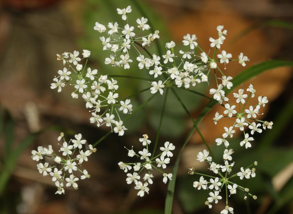 Petit boucage, Persil de Bouc Pimpinella saxifraga L., 1753