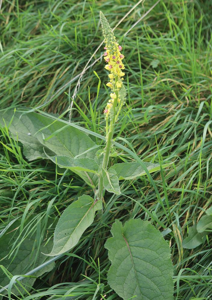 Molène noire, Cierge maudit Verbascum nigrum L., 1753