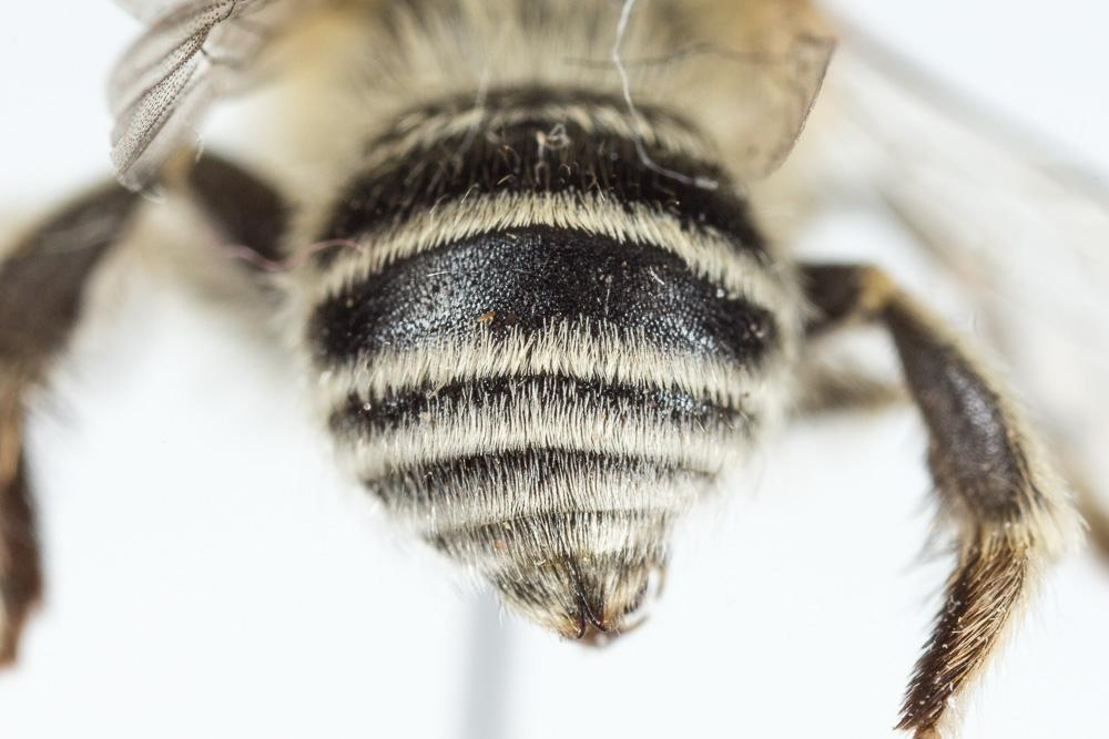 Héliophile commune Anthophora bimaculata (Panzer, 1798)