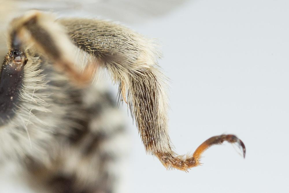 Héliophile commune Anthophora bimaculata (Panzer, 1798)