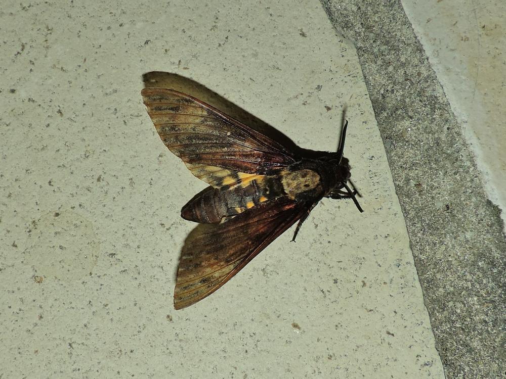 Sphinx Tête-de-Mort (Le) Acherontia atropos (Linnaeus, 1758)