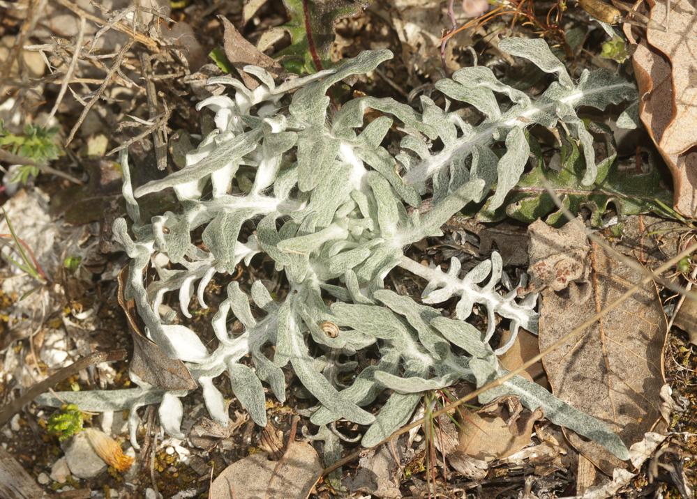 Pomme-de-pin Rhaponticum coniferum (L.) Greuter, 2003