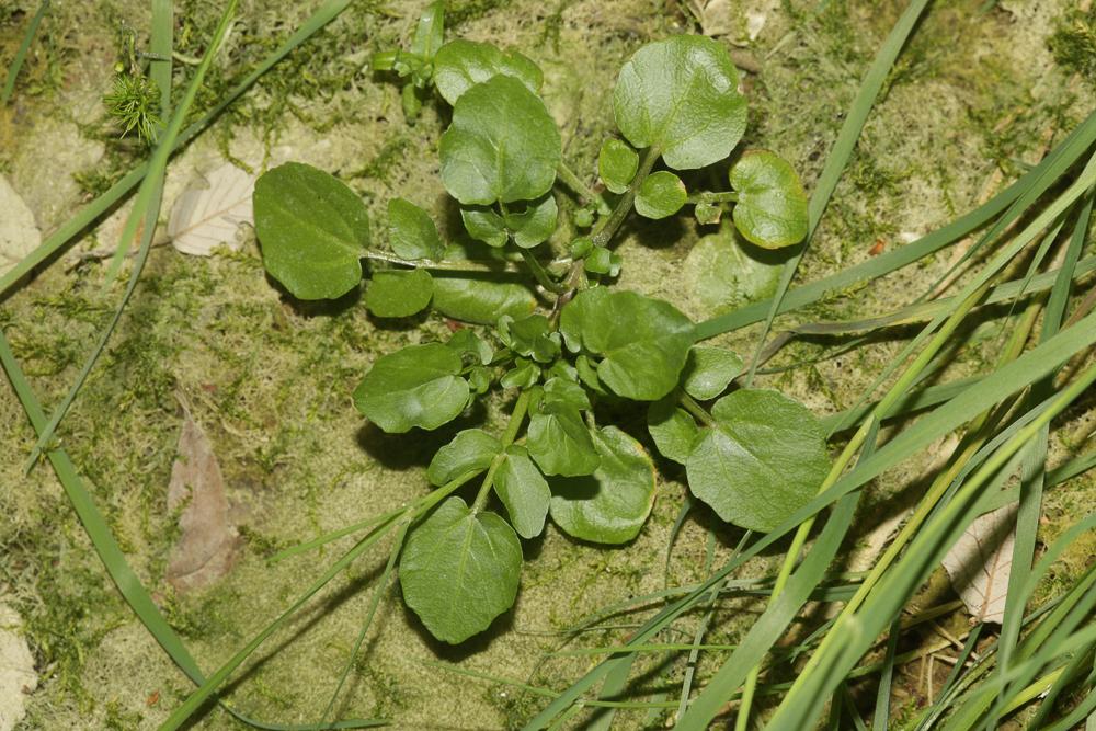 Cresson des fontaines Nasturtium officinale W.T.Aiton, 1812