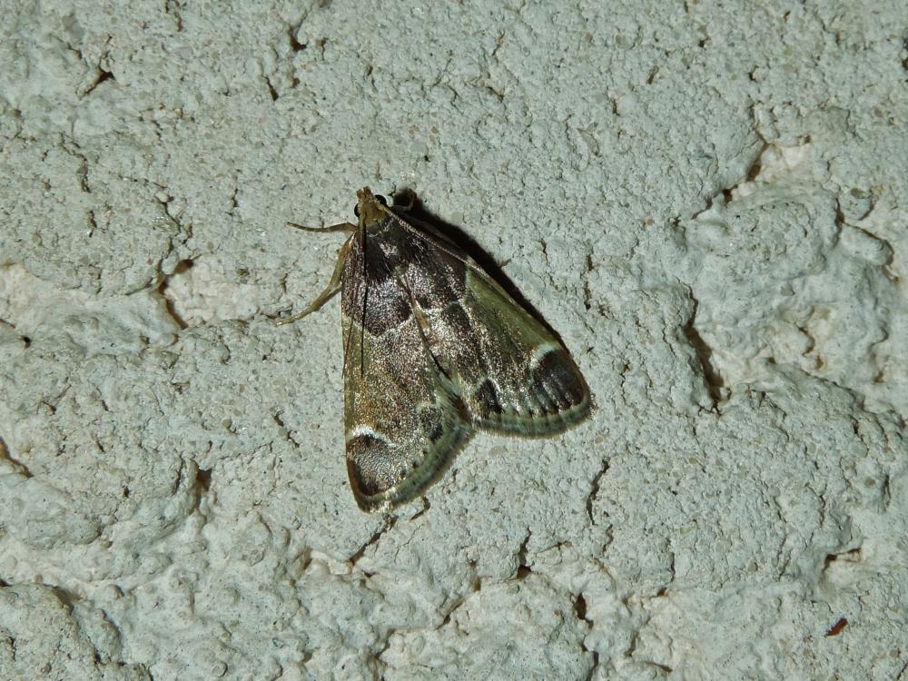  Pyralis farinalis (Linnaeus, 1758)