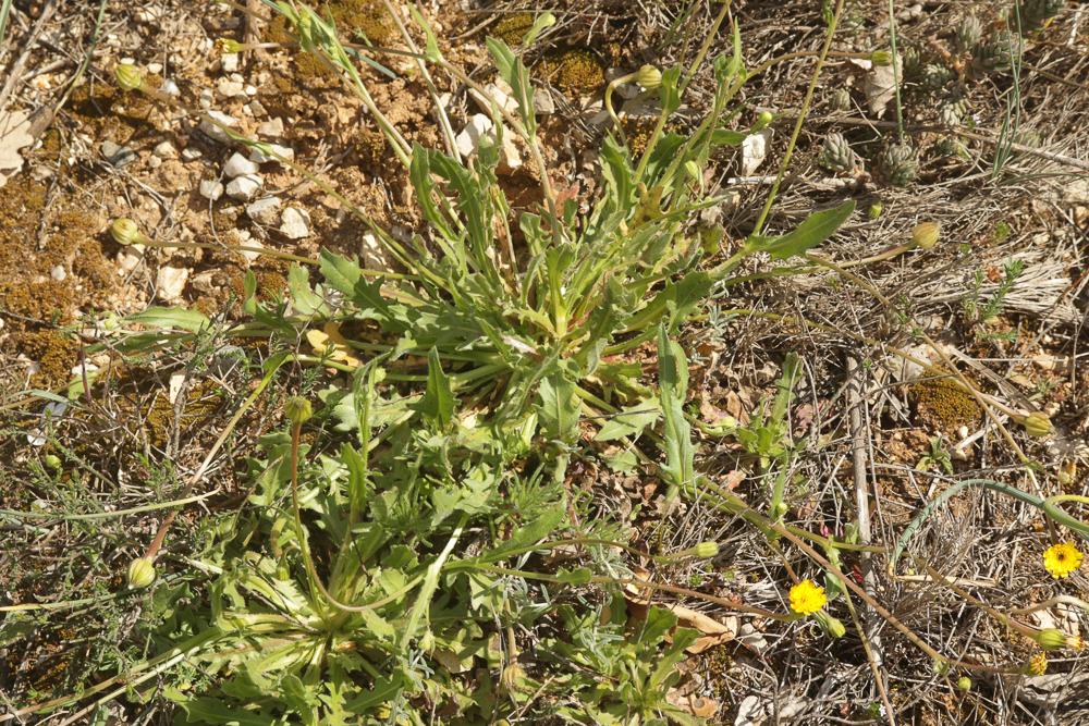 Hedypnois faux rhagadiole, Bonne-nuit-les-petits, Hedypnois rhagadioloides (L.) F.W.Schmidt, 1795