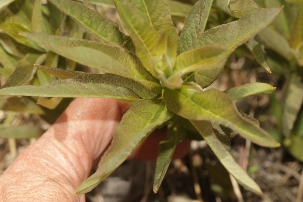 Lysimaque commune, Lysimaque vulgaire Lysimachia vulgaris L., 1753