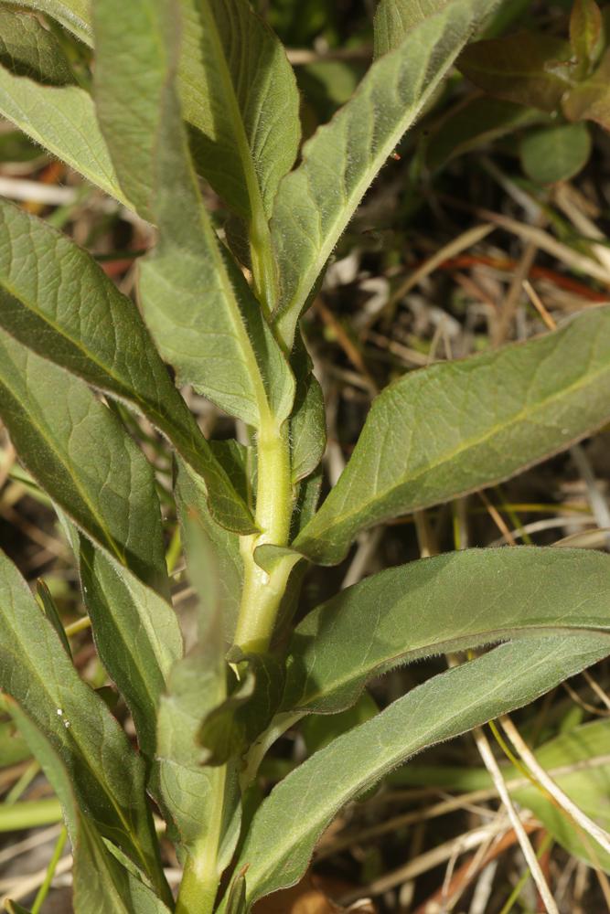 Lysimaque commune, Lysimaque vulgaire Lysimachia vulgaris L., 1753