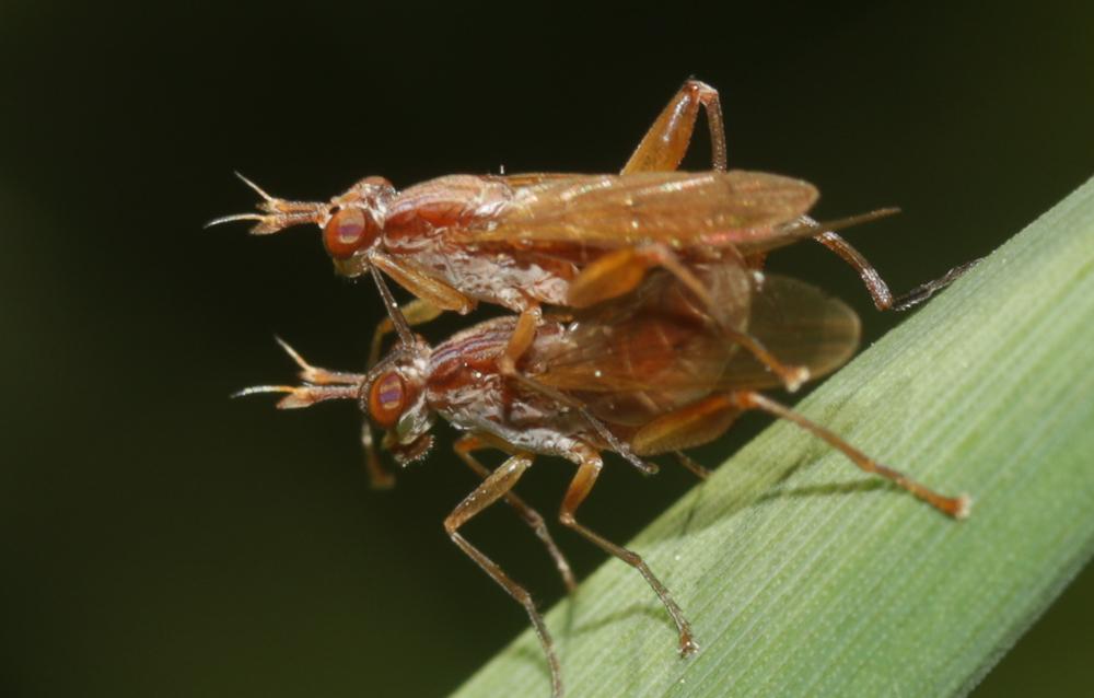 Sepedon spinipes (Scopoli, 1763)