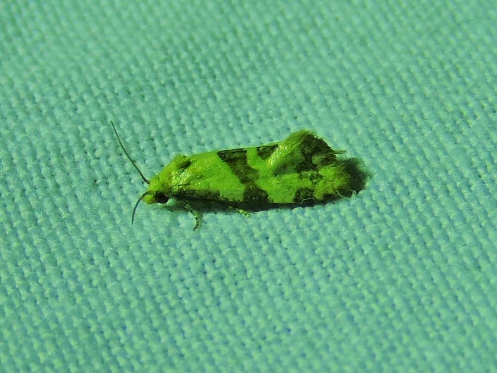Phalonidia contractana (Zeller, 1847)