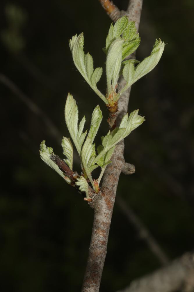 Cormier, Sorbier domestique Sorbus domestica L., 1753