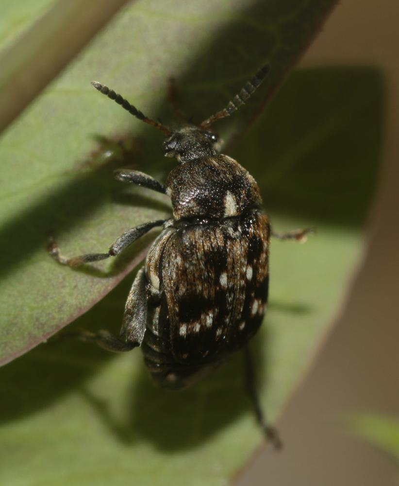  Bruchus pisorum (Linnaeus, 1758)