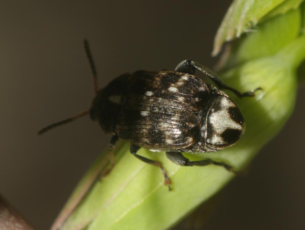 Bruchus pisorum (Linnaeus, 1758)