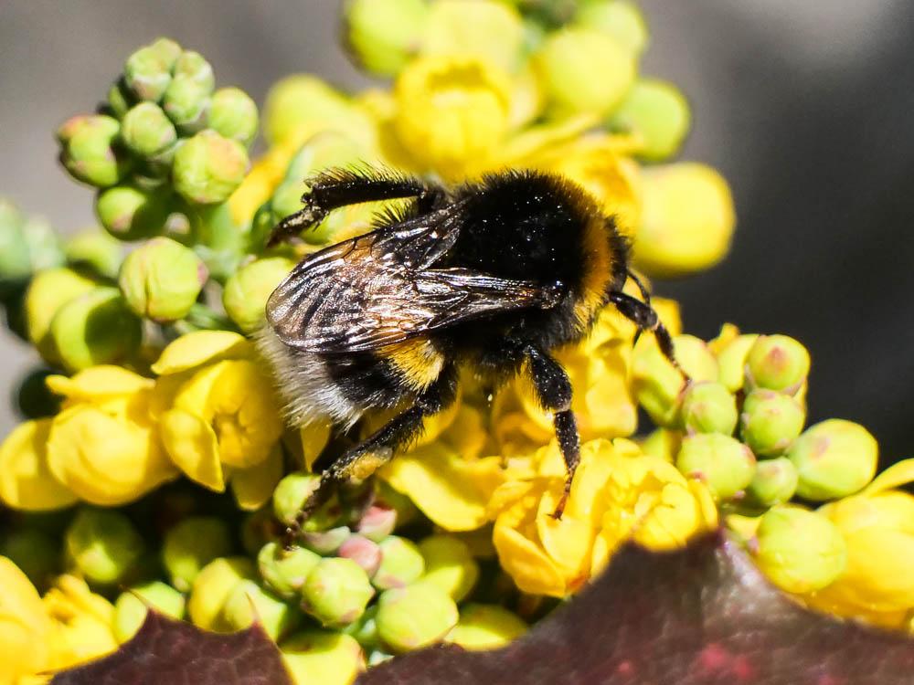 Bourdon terrestre (Le) Bombus terrestris (Linnaeus, 1758)