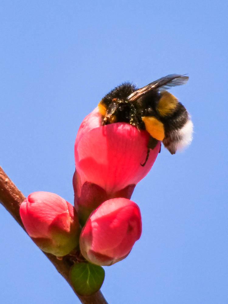 Bourdon terrestre (Le) Bombus terrestris (Linnaeus, 1758)