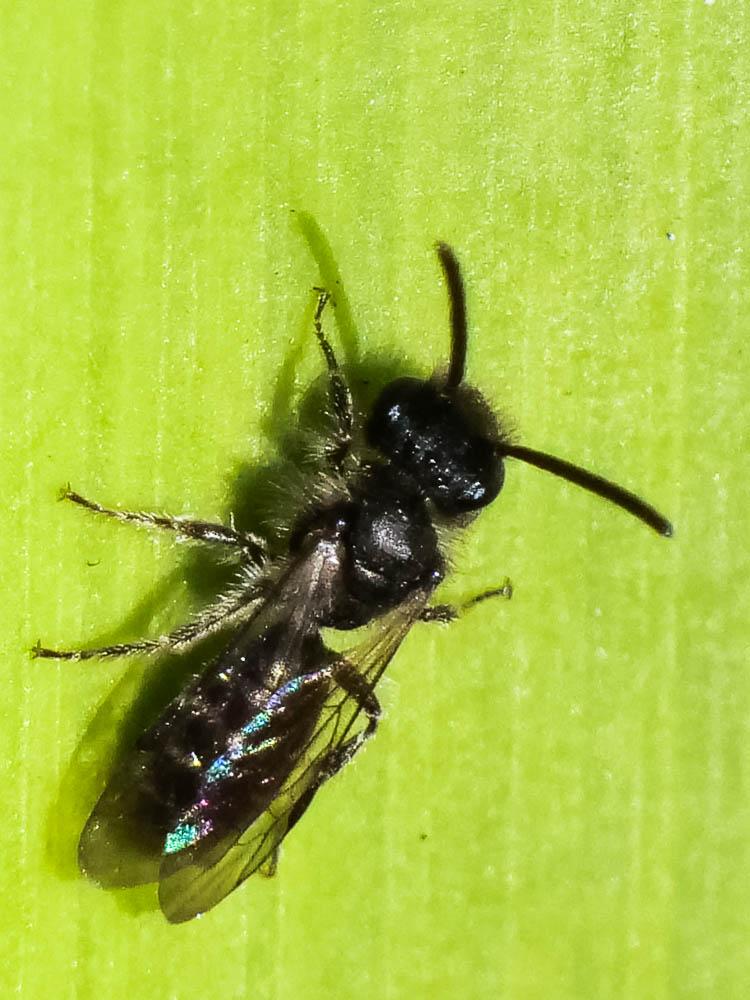 Andrena Fabricius, 1775